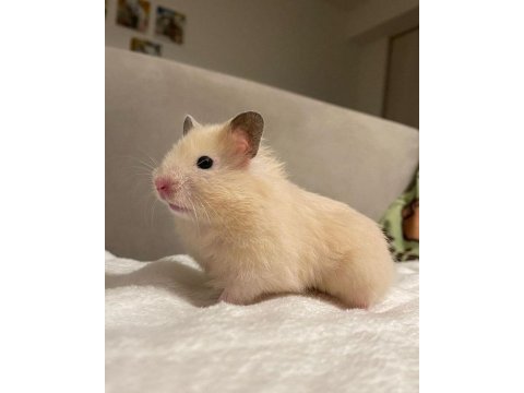 Hamster gonzales yavrularımız heryere gönderim var