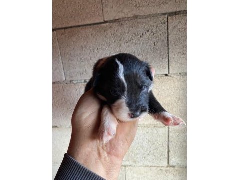 Orijinal border collie yavrular