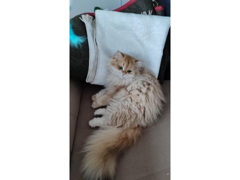 Blh ny12 golden full şecereli british longhair