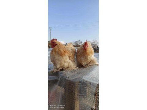 2 adet buff coco+ 3 adet brahma tavuk ve horozlar