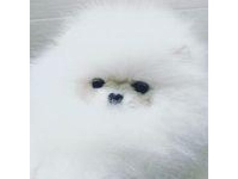 Pomeranian boo yavruları