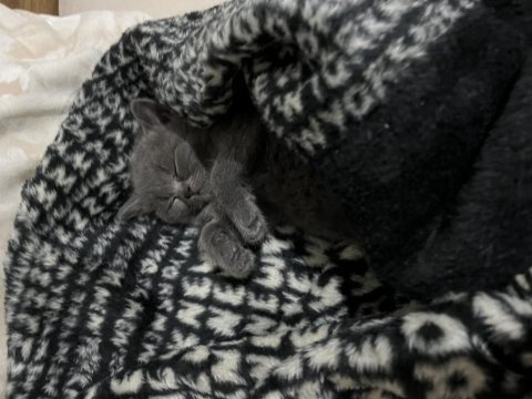 Son bir yavru british shorthair uyguna gidecektir