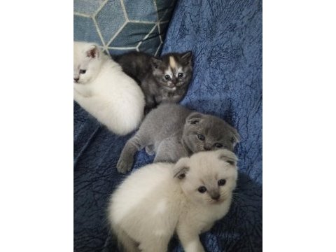 Scottish fold blue point