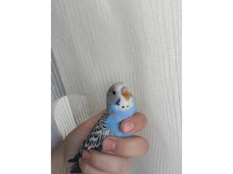 Cins yavru muhabbet kuşu