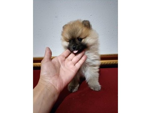 Pomeranian boo 50 günlük
