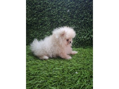 Pomeranıan boo yavrular [majyajsız fönsüz}
