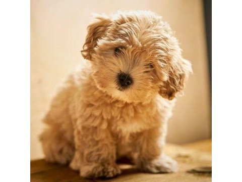 A kalite maltipoo yavrular (boş geçme)