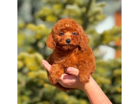 Erkek toy poodle tarçınımız
