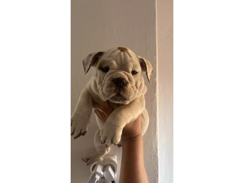 Tombik ingiliz bulldog bebeklerimiz