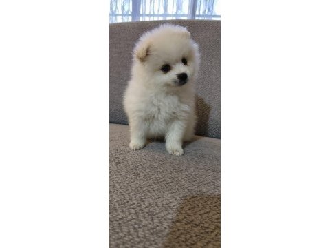 Pomeranian boo erkek ve dişi yavrularım
