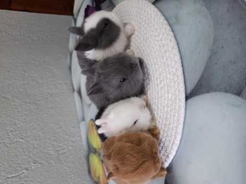 Cüce tavşan ev ortamından