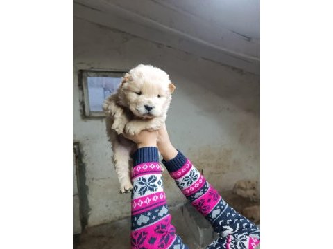 Chow chow (çin aslanı) yavrularımız