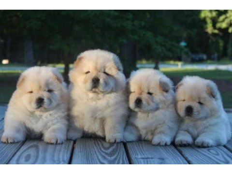 Pofuduk chow chow çin aslanı erkek ve dişi