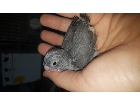 Forpus papağanı yavru kuşlar
