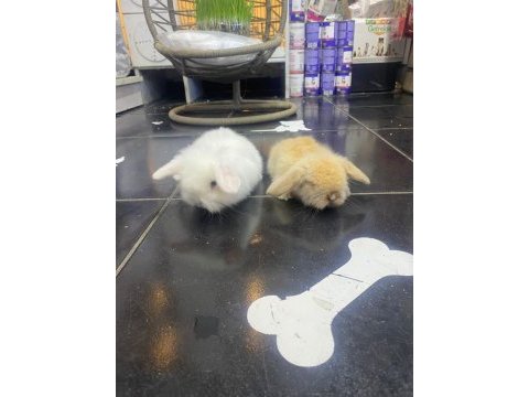 Hollanda lop tavşanı