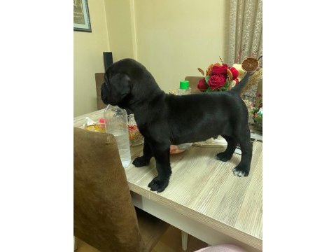 Orjinal cane corso yavruları