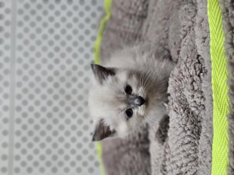 British blue poınt yavrularımız