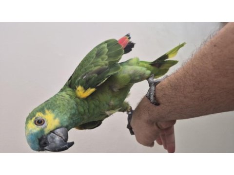 Evcil amazon papağanı