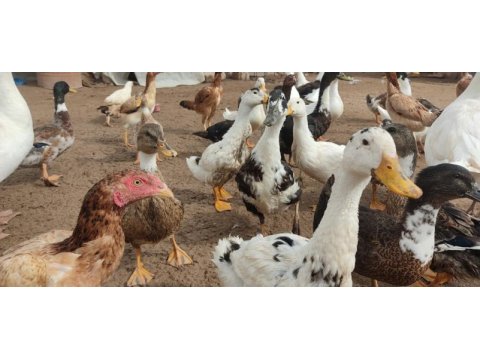 Pekin, muscovy, amerikan, melez, yaban ördek