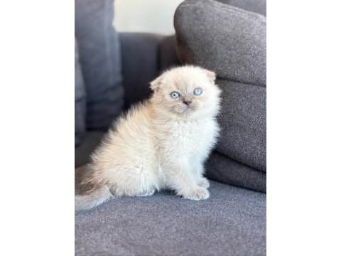A kalite scottish fold yavrumuz yeni yuvasını arıyor