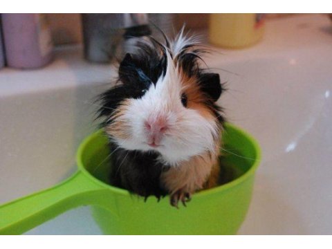 Guineapig yavrular aynı gün set halinde teslim edilir