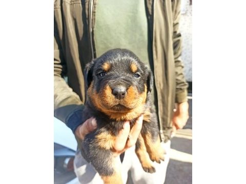 Rottweiler yavruları a kalite tüm illere gönderim