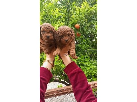 Toy poodle yavrular teslime hazır