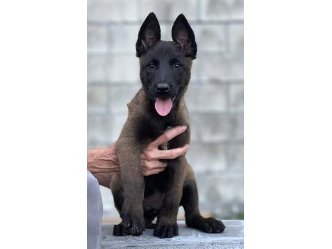 Kaliteli kan hattına sahip belçika malinois