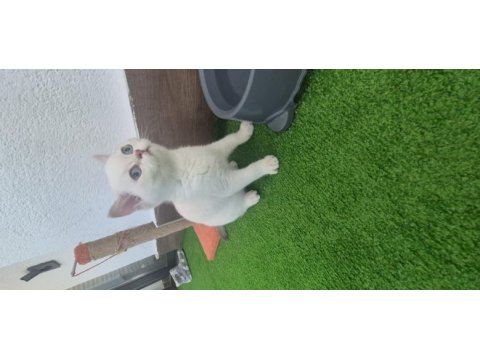 4 aylık erkek blue point kedimiz