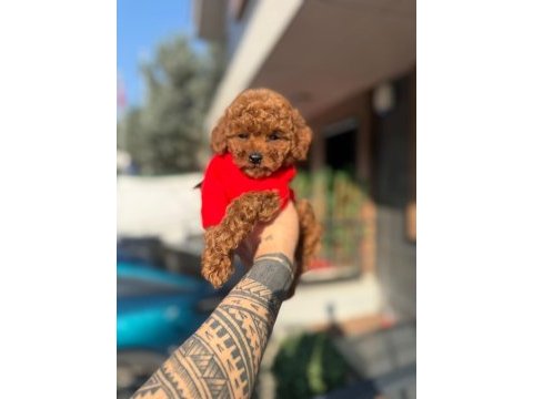 Toy poodle yavrularımız