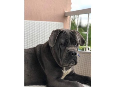 Cane corso yavrular ırk sağlık garantili