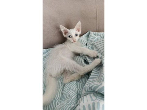 Casper yuva arıyor