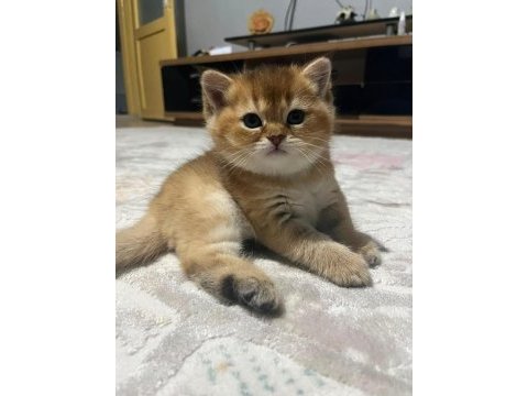 İran kedisi iki aylık