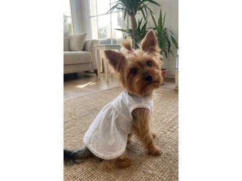 Çok akıllı süs köpeği