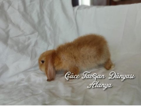 Cüce lop / minyatür lop cüce tavşan çiftliği alanya