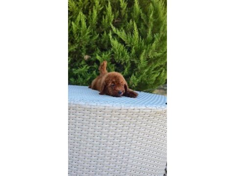 Antalya kaliteli poodle (her ile gönderim yapılır)