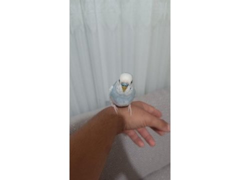 Konuşan ele alışık muhabbet kuşu