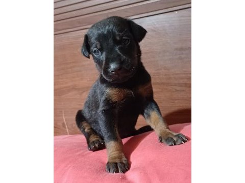 Doberman dişi bebek izmir