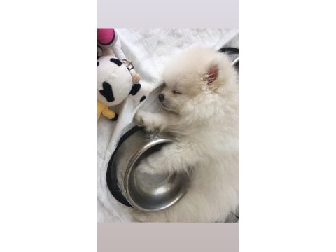 2.5 aylık dişi teacup