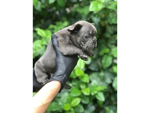 Irkının en iyisi blue french bulldog bebekler