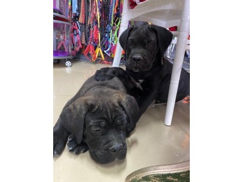 7 aylık şecereli bir dişi ve bir erkek cane corso