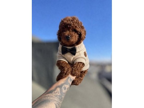 Red brown toy poodle yavrular
