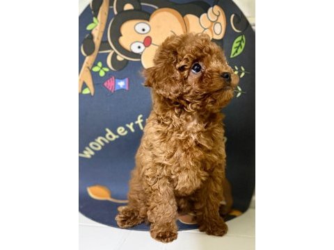 Red toy poodle