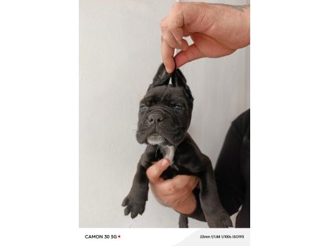 Cane corso yavrularımız ömür boyu ırk garantilidir