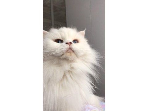 Dişi kedimi çiftleştirmek için erkek kedi arıyorum