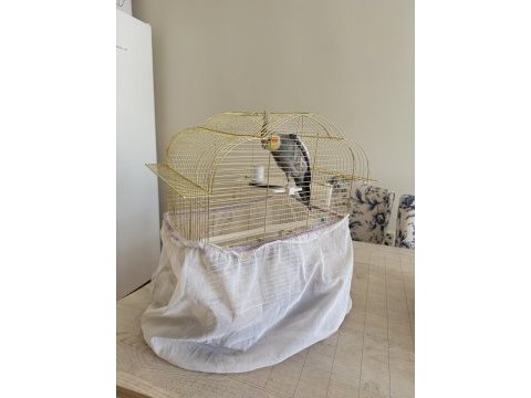 Ankara 1 yaşında sultan papağanı