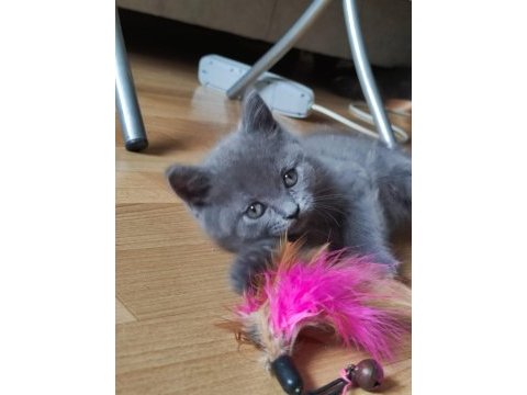 Prenses misin sen