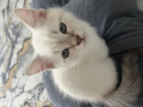 Minnak kedilerim