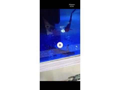 Odun köpek balığı