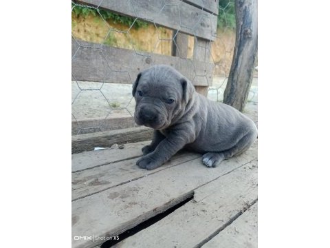 A kalite cone corso blue 2 aylık